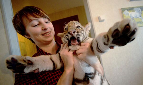 一只被母虎遗弃的虎崽在滨海边疆区一名兽医的家中养大。  - 俄罗斯卫星通讯社