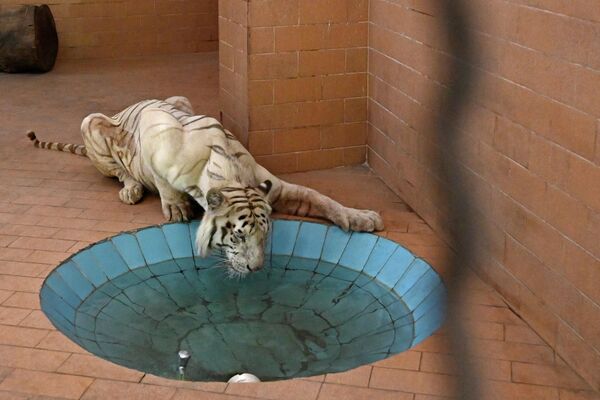 巴基斯坦拉合爾動物園炎熱的夏日里，一隻白虎正在圍欄里喝水。 - 俄羅斯衛星通訊社
