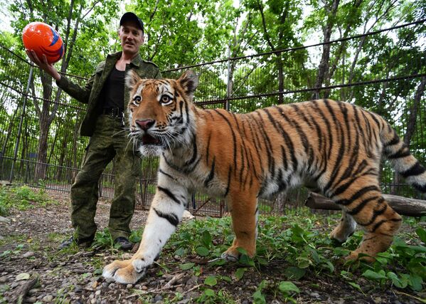 著名的雄虎“阿穆尔”和雌虎“乌苏里”所生的十个月大幼虎“舍尔汉”正在滨海边疆区野生动物园的围栏里和工作人员玩耍。 - 俄罗斯卫星通讯社
