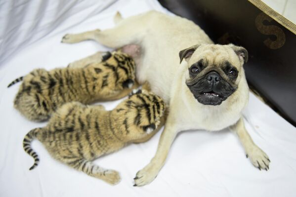 一只遭母虎遗弃的虎崽被狗狗们抚养着。 - 俄罗斯卫星通讯社