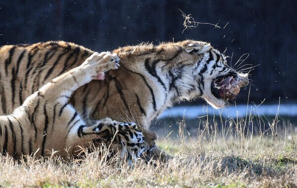 克里米亞泰甘野生動物園裡的老虎。 - 俄羅斯衛星通訊社