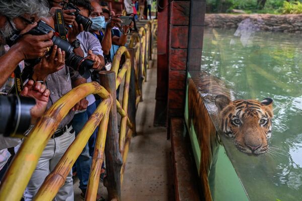 孟加拉虎“夏克提”正在孟买动物园的泳池里游泳。 - 俄罗斯卫星通讯社