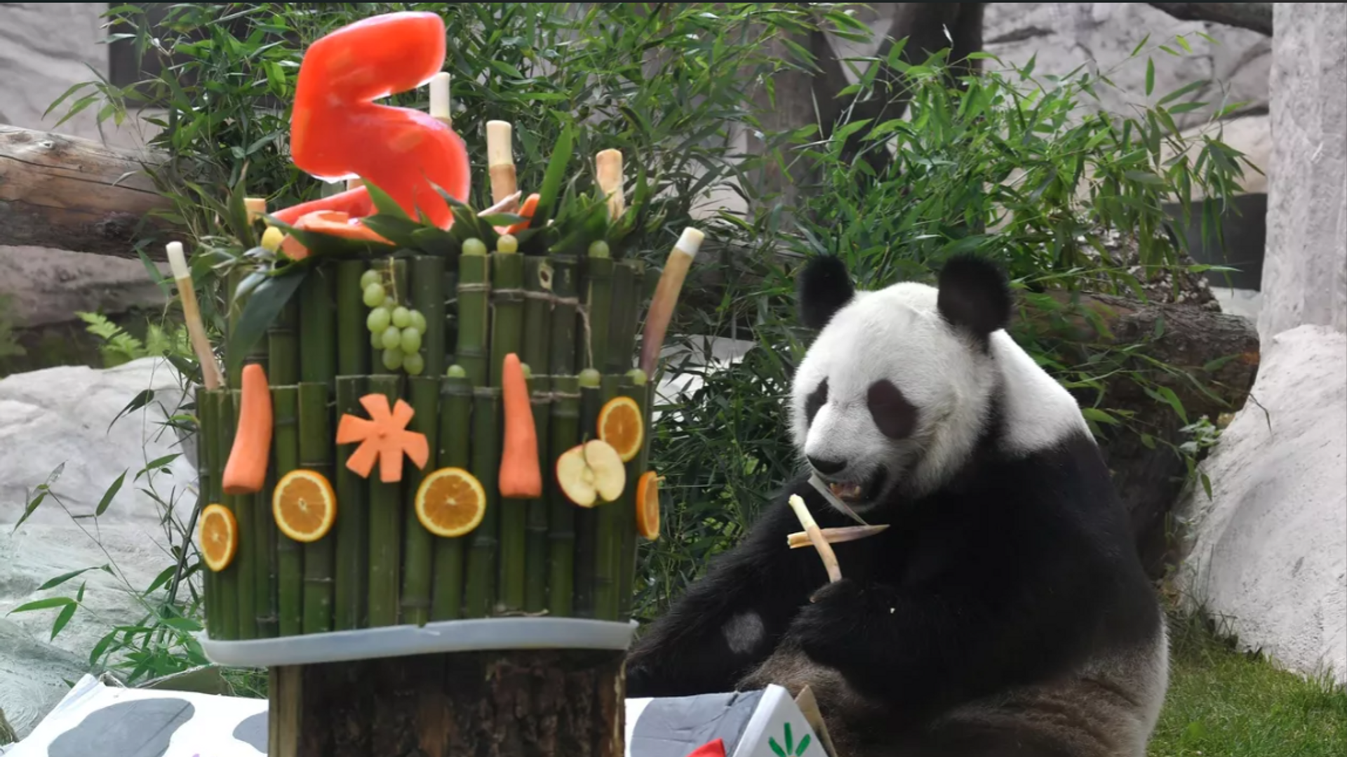 莫斯科动物园两只大熊猫庆生 - 俄罗斯卫星通讯社, 1920, 31.07.2022