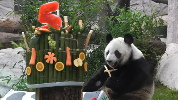 莫斯科动物园两只大熊猫庆生 - 俄罗斯卫星通讯社