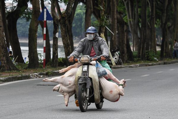 河內街頭，一名男子騎摩托車載著豬。 - 俄羅斯衛星通訊社