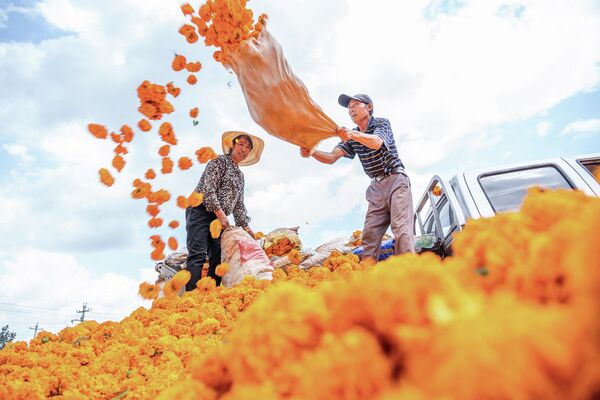 中国贵州毕节花农收获金盏菊。 - 俄罗斯卫星通讯社