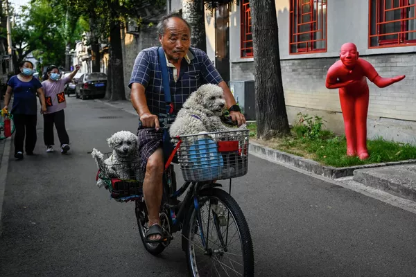 A man rides a bicycle with two dogs past a red北京市民在街道上騎行自行車。 sculpture at an alley in Beijing on August 16, 2022. A man rides a bicycle with two dogs past a red北京市民在街道上騎行自行車。 sculpture at an alley in Beijing on August 16, 2022. - 俄羅斯衛星通訊社