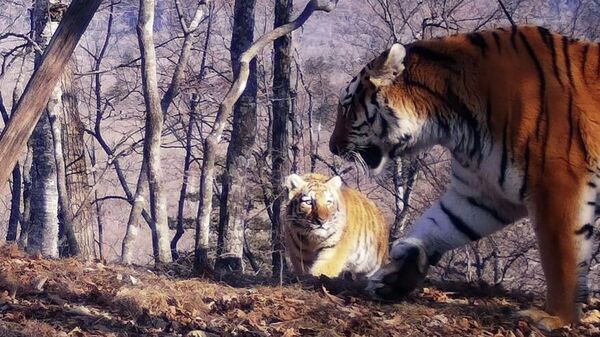 俄滨海边疆区拍摄到一只阿穆尔雌虎带着五只虎崽，系全球首次 - 俄罗斯卫星通讯社