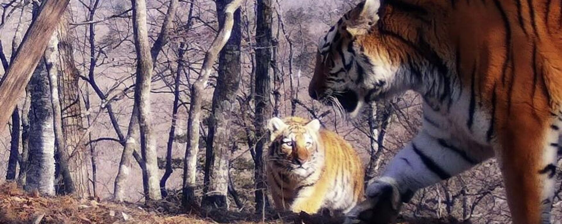 俄滨海边疆区拍摄到一只阿穆尔雌虎带着五只虎崽，系全球首次 - 俄罗斯卫星通讯社, 1920, 02.09.2022