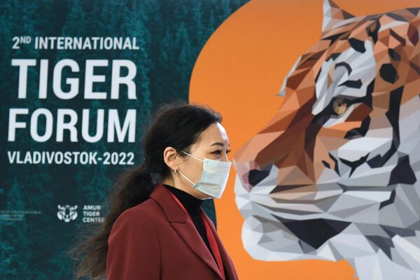“2010年-2022年全球虎類種群恢復項目完成情況”會議在東方經濟論壇期間召開。 - 俄羅斯衛星通訊社