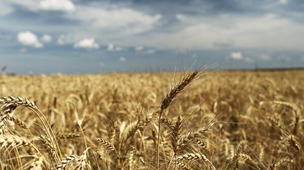 俄羅斯無償供應小麥對解決索馬里糧食問題具有重大意義 - 俄羅斯衛星通訊社
