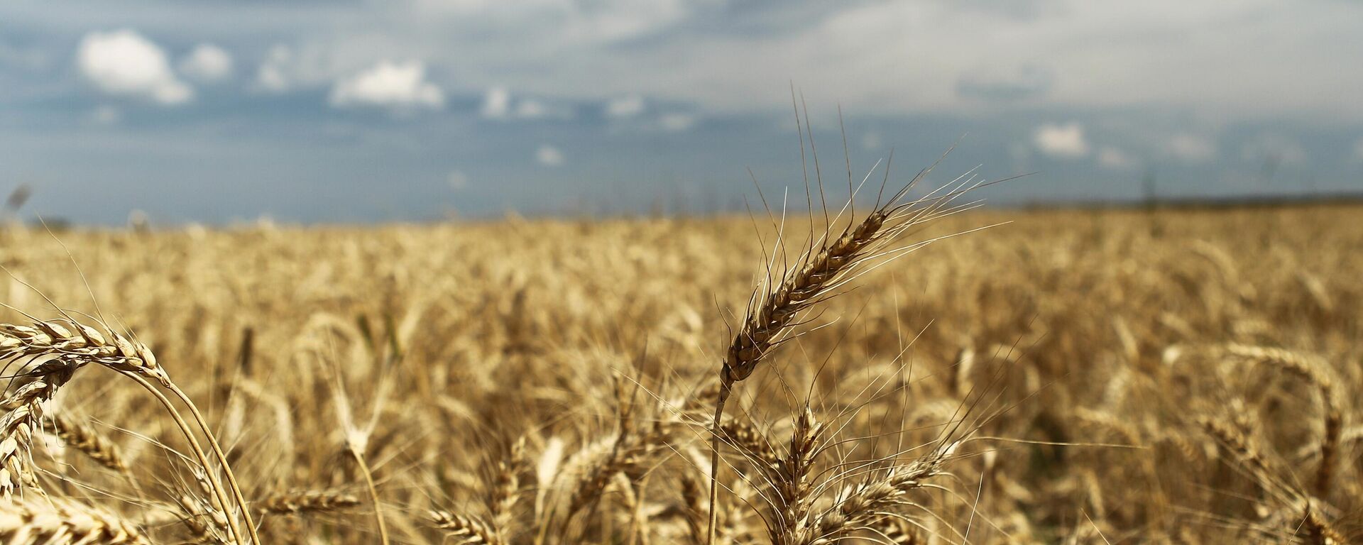 俄農業部預計2023年俄羅斯穀物產量可達1.23億噸 - 俄羅斯衛星通訊社, 1920, 20.04.2023
