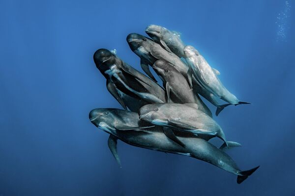 2022年年度海洋摄影师大赛中“年度海洋野生动物摄影师奖”的获胜者西班牙摄影师拉斐尔‧费尔南德斯‧卡瓦列罗（Rafael Fernandez Caballero）的照片。 - 俄罗斯卫星通讯社