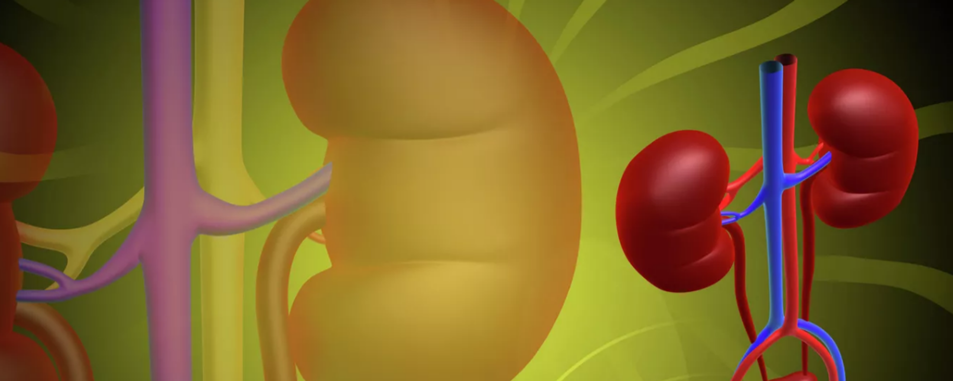 俄罗斯学会确定早期慢性肾病 - 俄罗斯卫星通讯社, 1920, 11.10.2022