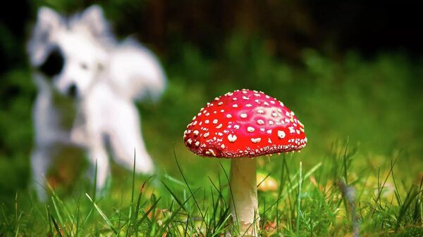 遺傳學家：真菌和動物是怎樣演化成兩種生物的？ - 俄羅斯衛星通訊社