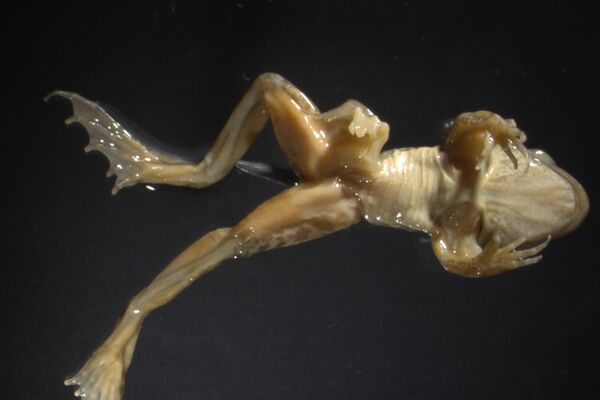 患有“P异常”综合征的蝌蚪的外观 - 俄罗斯卫星通讯社