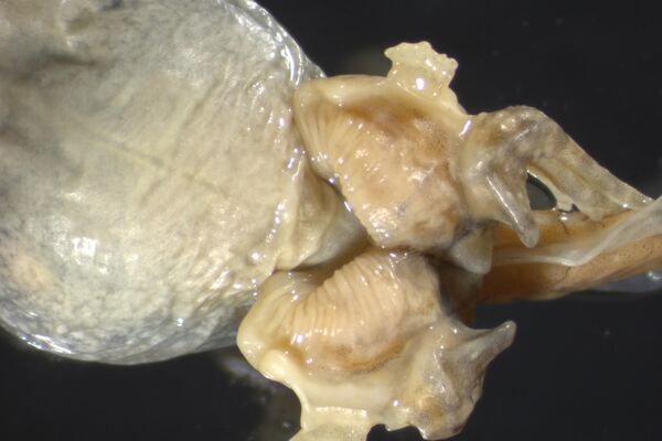 患有“P异常”综合征的蝌蚪的外观 - 俄罗斯卫星通讯社