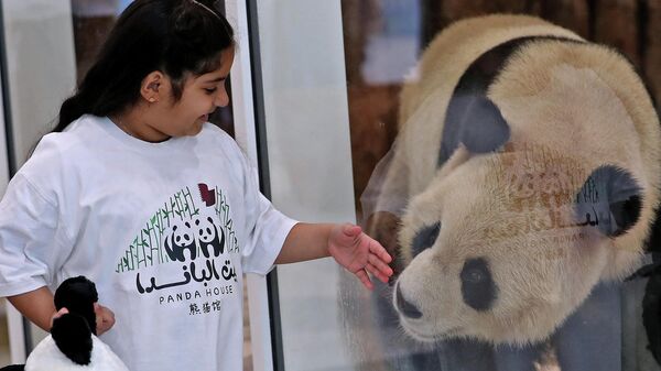 В Катар привезли гигантских панд из КНР - 俄羅斯衛星通訊社