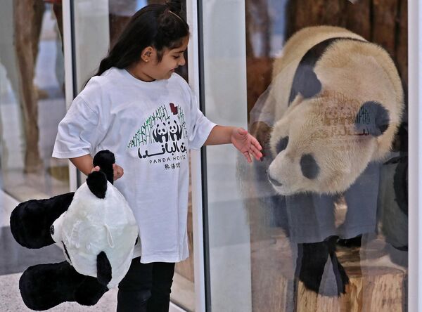 在卡塔爾首都多哈的豪爾熊貓館內，一名小女孩在玻璃前與大熊貓玩耍。 - 俄羅斯衛星通訊社