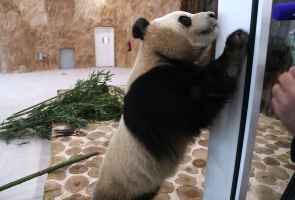 豪爾熊貓館正在玩耍的中國大熊貓。“四海”和“京京”將分別擁有帶空調的運動場、室內展廳和獨立臥室。 - 俄羅斯衛星通訊社