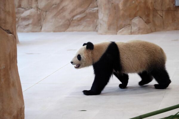 豪爾熊貓館的中國大熊貓。為了保障大熊貓的繁育、食物供給和醫療安全，場館內配有育幼室、治療室、食物調制間、竹子保鮮室、安全監控室等。 - 俄羅斯衛星通訊社