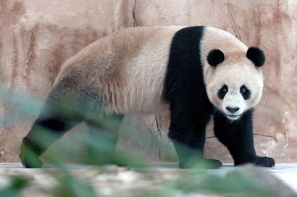 來到卡塔爾旅居的雄性大熊貓“四海”。大熊貓館將於11月在卡塔爾世界杯開幕之前正式對外開放。 - 俄羅斯衛星通訊社