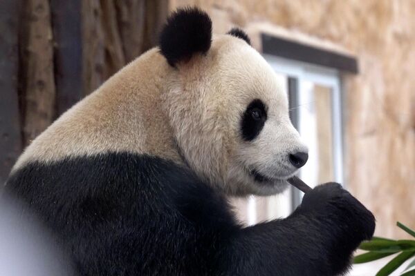 大熊貓“四海”正在享受美味竹子。 - 俄羅斯衛星通訊社