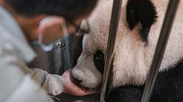 大熊猫“团团” - 俄罗斯卫星通讯社