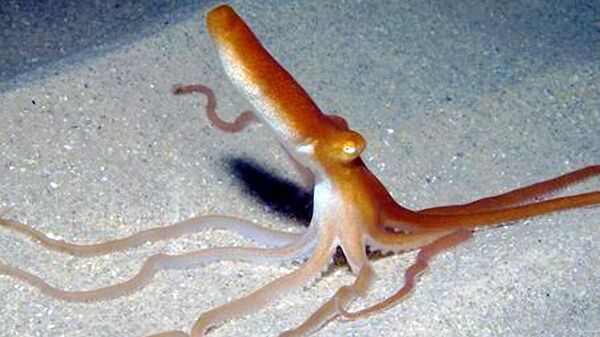 澳大利亚的南部沙章鱼 (Octopus kaurna) - 俄罗斯卫星通讯社