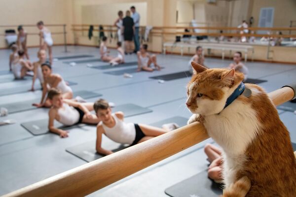 貓咪“小橋”（Mostik）（它是克里米亞大橋建設的象徵和吉祥物）在塞瓦斯托波爾舞蹈學校的課堂上。 - 俄羅斯衛星通訊社