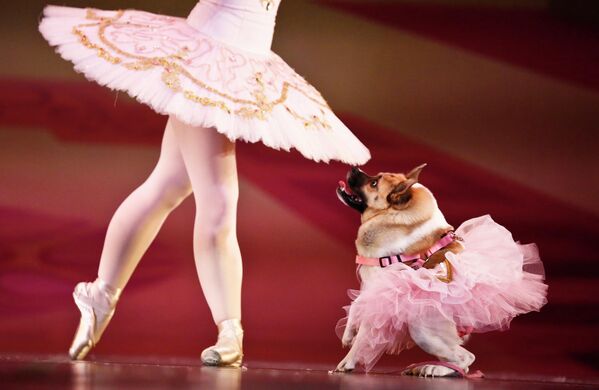 2016年12月8日，美國阿拉巴馬州伯明翰，伯明翰芭蕾舞團狗狗版《胡桃夾子》演出中，扮演糖梅仙子的Katherine Free（左）與狗狗Pig一起跳舞。Pig是一個特殊的表演者，穿著粉紅色的芭蕾舞裙。這只3歲的狗天生患有短脊柱綜合症，站起來時有點像青蛙，聳著的肩膀使它的步態看起來有點像大猩猩。(攝影：AP Photo/Brynn Anderson) - 俄羅斯衛星通訊社