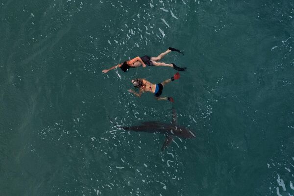 2022年11月22日，一對夫婦在以色列北部沿海城市哈代拉附近地中海游泳，旁邊還有一條沙洲鯊。 - 俄羅斯衛星通訊社