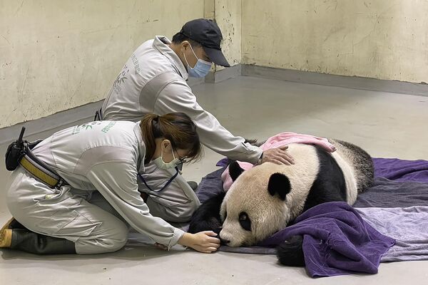 2022年11月19日，台北動物園，工作人員在照顧生病的大熊貓團團。台北動物園表示，團團是中國大陸贈送給台灣的兩只大熊貓之一，於19日因病去世。 - 俄羅斯衛星通訊社