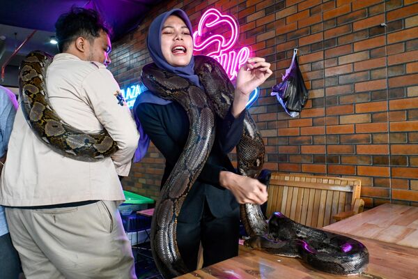 2022年11月20日，在印尼班达亚齐的一个购物中心举行的宠物博览会上，一名女子和一条巨蟒。 - 俄罗斯卫星通讯社