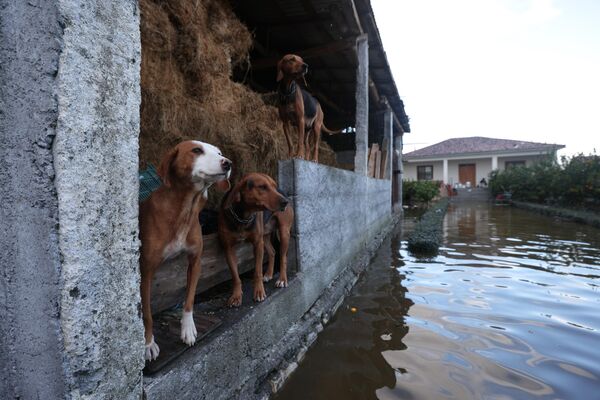 2022年11月21日，在阿爾巴尼亞西北部斯庫台附近的庫克村，幾只狗站在被淹沒的街道旁。當局稱，西巴爾乾地區48小時內的暴雨已造成至少6人死亡，並淹沒了農業用地和房屋。 - 俄羅斯衛星通訊社
