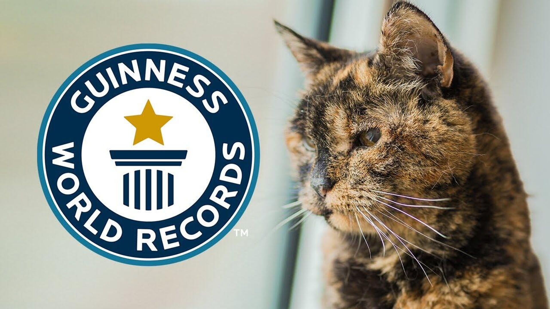 英国一只世界最老猫咪被列入吉尼斯世界纪录 - 俄罗斯卫星通讯社, 1920, 25.11.2022