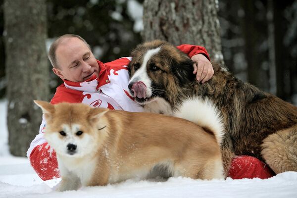2013年3月24日，俄羅斯總統普京帶著寵物犬巴菲和小夢在莫斯科州的雪地裡玩耍。巴菲是一隻保加利亞牧羊犬，小夢是一隻秋田犬。 - 俄羅斯衛星通訊社