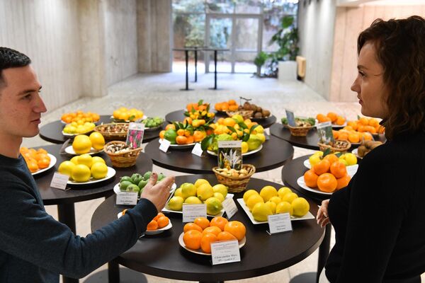 ”科普之旅：索契“的参与者观看俄罗斯科学院亚热带科学中心联邦研究中心种植的柑橘。 - 俄罗斯卫星通讯社