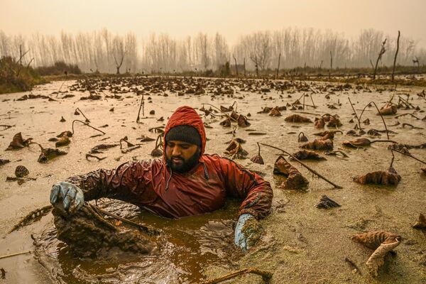 2022年11月30日，斯利那加的安查爾湖，一名克什米爾農民冒著零下嚴寒浸泡在寒冷的水中，摘取蓮花莖，當地人稱之為Nadur。 - 俄羅斯衛星通訊社