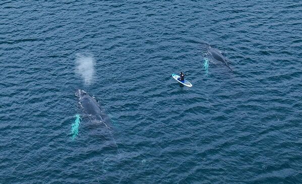 野生座頭鯨在摩爾曼斯克州捷里別爾卡海岸水域中遊行。 - 俄羅斯衛星通訊社