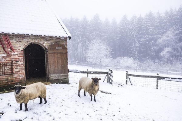 2022年12月5日，在荷兰，今年第一场降雪后，绵羊在白雪覆盖的围栏中行走。 - 俄罗斯卫星通讯社