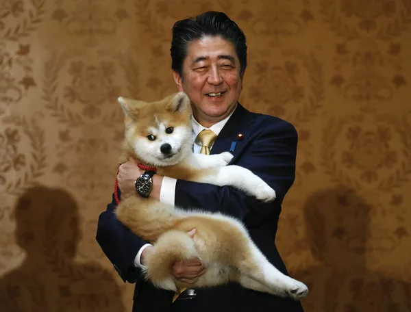 日本前首相安倍晉三在2018年5月26日訪俄期間抱著一隻秋田犬幼崽。安倍還贈送了一隻給俄羅斯花滑選手扎吉托娃。 日本前首相安倍晉三在2018年5月26日訪俄期間抱著一隻秋田犬幼崽。安倍還贈送了一隻給俄羅斯花滑選手扎吉托娃。 - 俄羅斯衛星通訊社