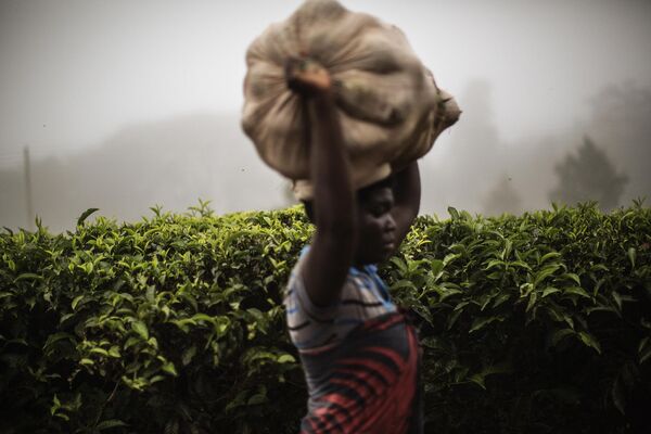 馬拉維喬洛（Thyolo）的一家茶園，一名女性頭頂大袋子經過茶園。煙草和茶葉是馬拉維的主要出口商品。 - 俄羅斯衛星通訊社