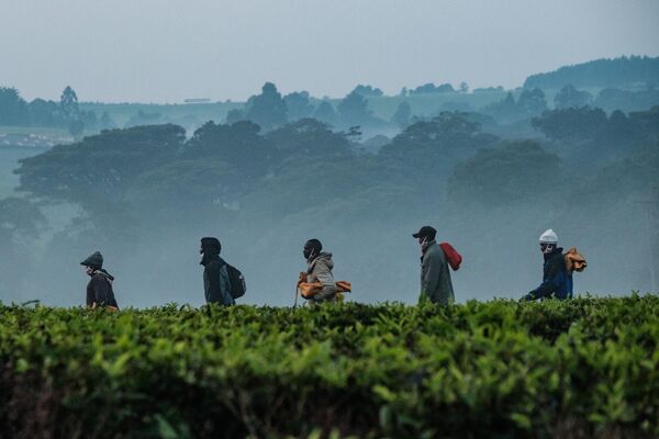 肯尼亞凱里喬的採茶工。凱里喬是肯尼亞西南部一個風景如畫的高地小鎮，以茶園而聞名。 - 俄羅斯衛星通訊社