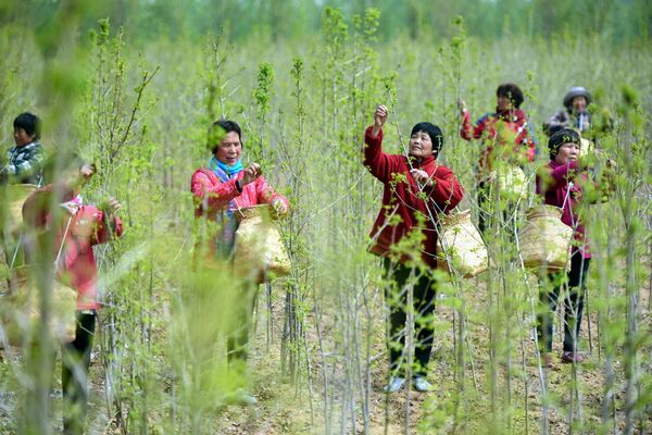 山東臨沂市茶園的農民正在採摘銀杏葉，製作銀杏茶。 - 俄羅斯衛星通訊社