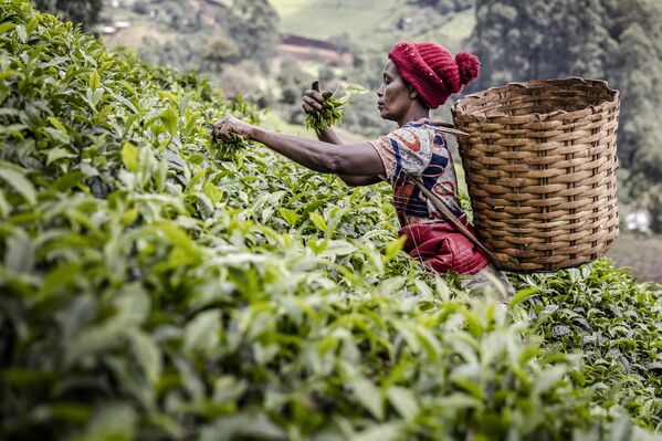 肯尼亚穆兰卡一名妇女在茶园采摘茶叶。 - 俄罗斯卫星通讯社