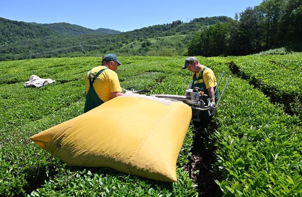 俄罗斯索契一家机械化茶叶种植园。 - 俄罗斯卫星通讯社