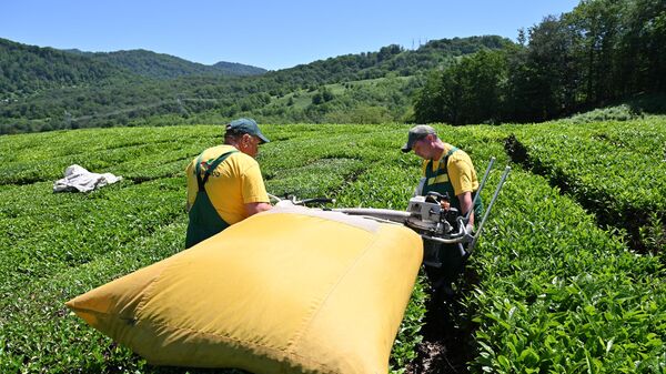 2025年俄罗斯茶叶出口量超1.2万吨 出口总额逾9600万美元 - 俄罗斯卫星通讯社