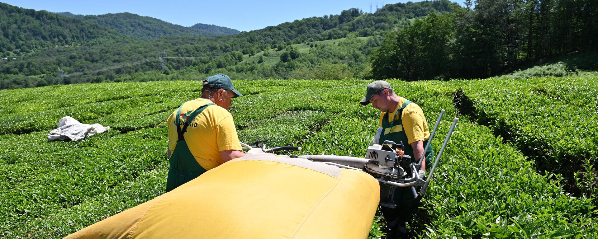 2025年俄罗斯茶叶出口量超1.2万吨 出口总额逾9600万美元 - 俄罗斯卫星通讯社, 1920, 03.03.2026