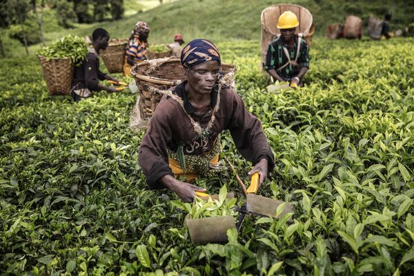 马拉维茶园的采茶工人正在采茶。 - 俄罗斯卫星通讯社